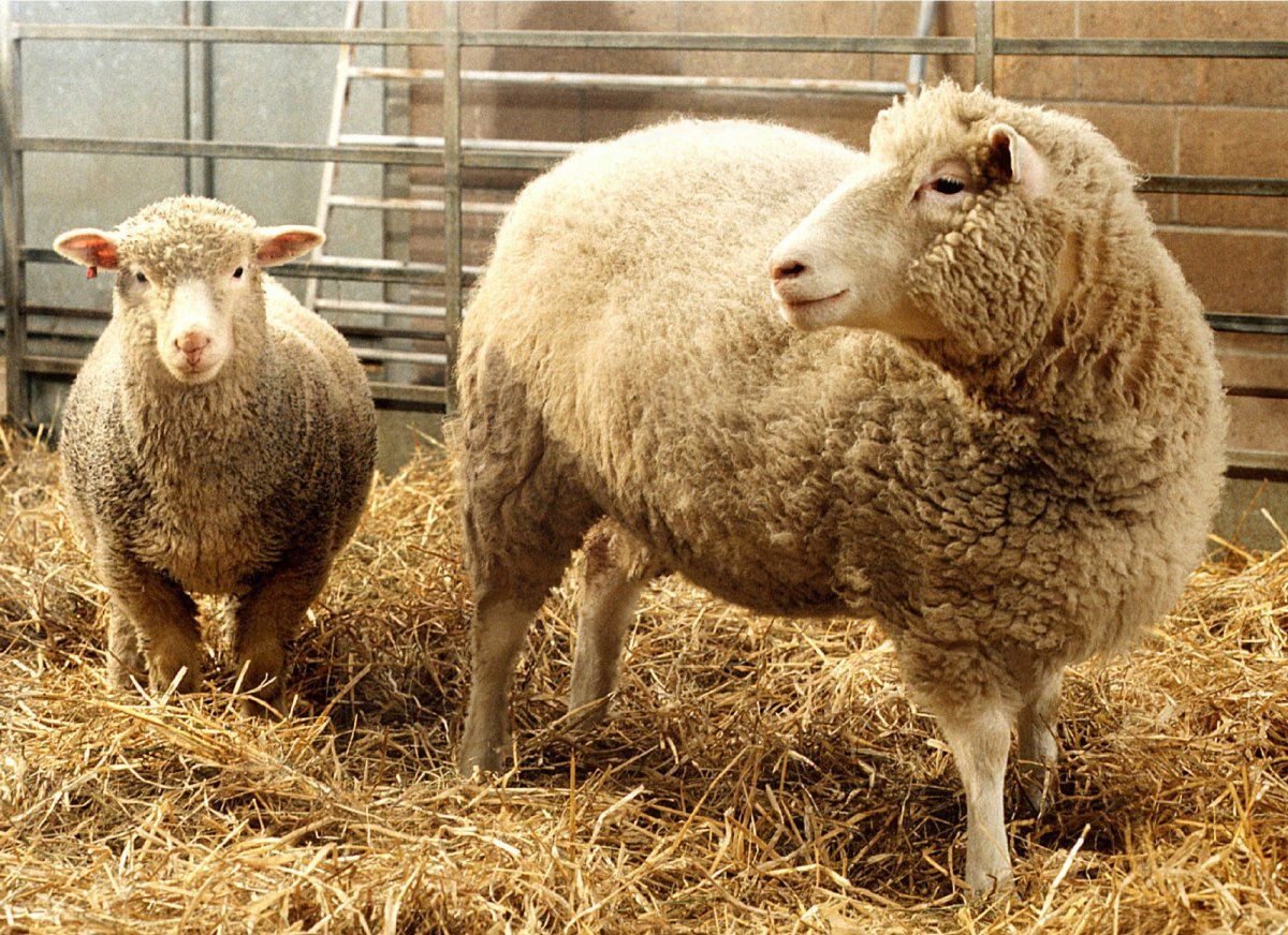 July 5, 1966: The World’s Most Famous Sheep, Dolly, Was Born at the
