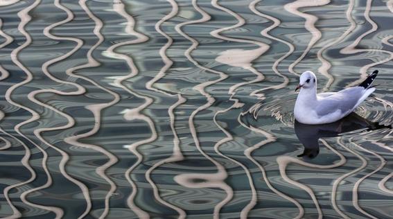 أجمل 10 صور من الحياة البرية