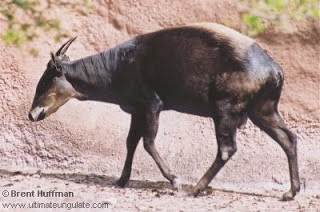 Yellow backed Duiker