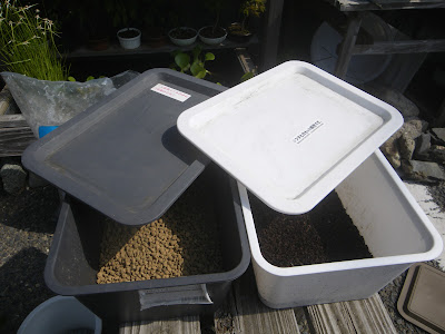 ハイビスカスの育て方 小さな鉢植えで美しい花を楽しむ 苗木の植え付け 栽培の記録 メダカの大工