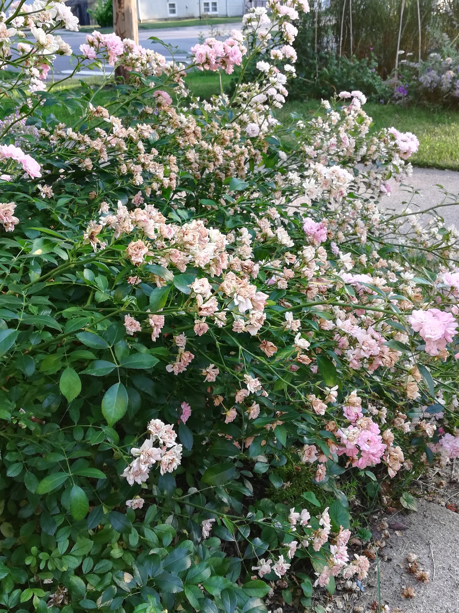 How to Prune Miniature Roses and Knock Out Roses for a Rebloom