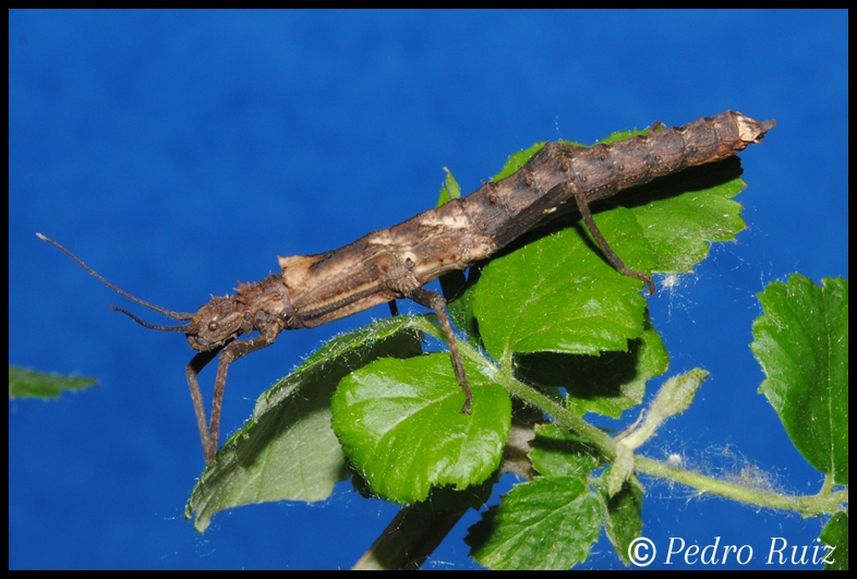 Ninfa hembra L4 de Tisamenus serratorius, 4,5 cm de longitud Ninfa hembra L4 de Tisamenus serratorius, 4,5 cm de longitud