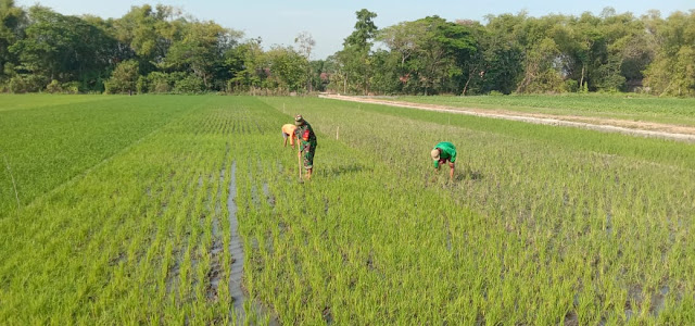 Kepuasan Babinsa Bisa Dampingi Petani Di Sawah   