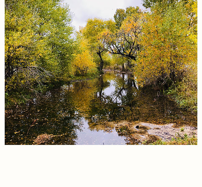 Fall on our creek