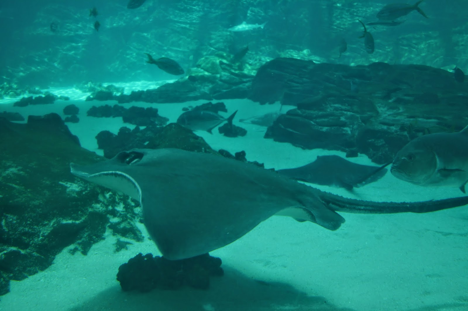 Monograms 'n Mud Spring Break Road Trip {Part One Atlanta Aquarium