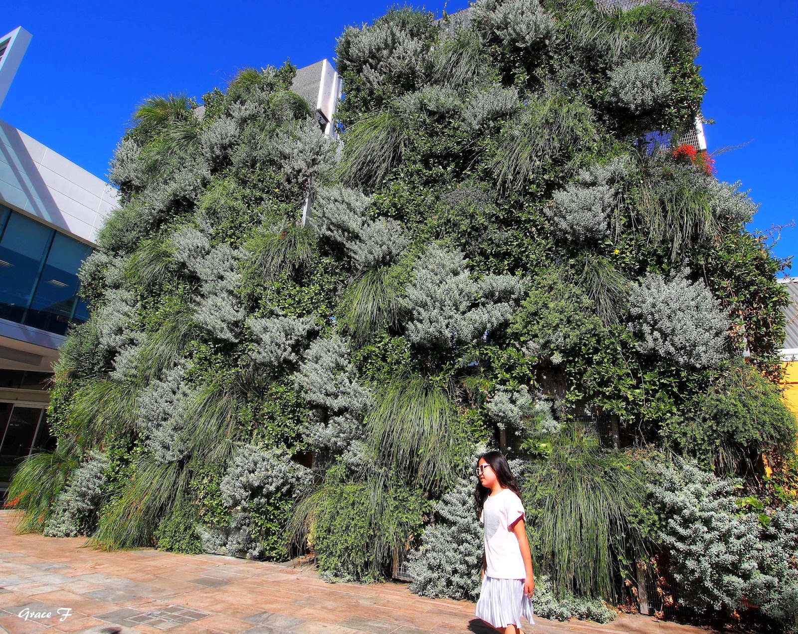 Perth Daily Photo Vertical Gardens.. Natural Tapestries..