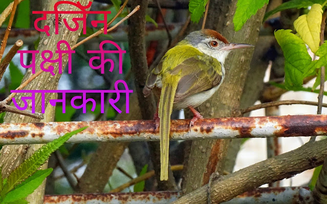 Tailorbird Information In Hindi