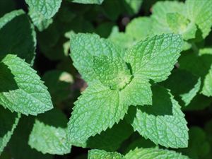 Συνταγή δίαιτας με... μέντα!