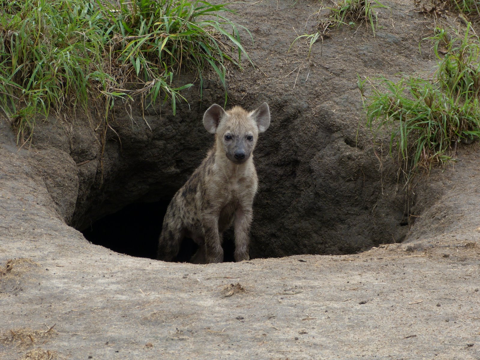 South Africa: Londolozi and Thonga: Incredibly Cute Hyena Cubs