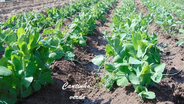 Cultivo e sementeira da ervilha