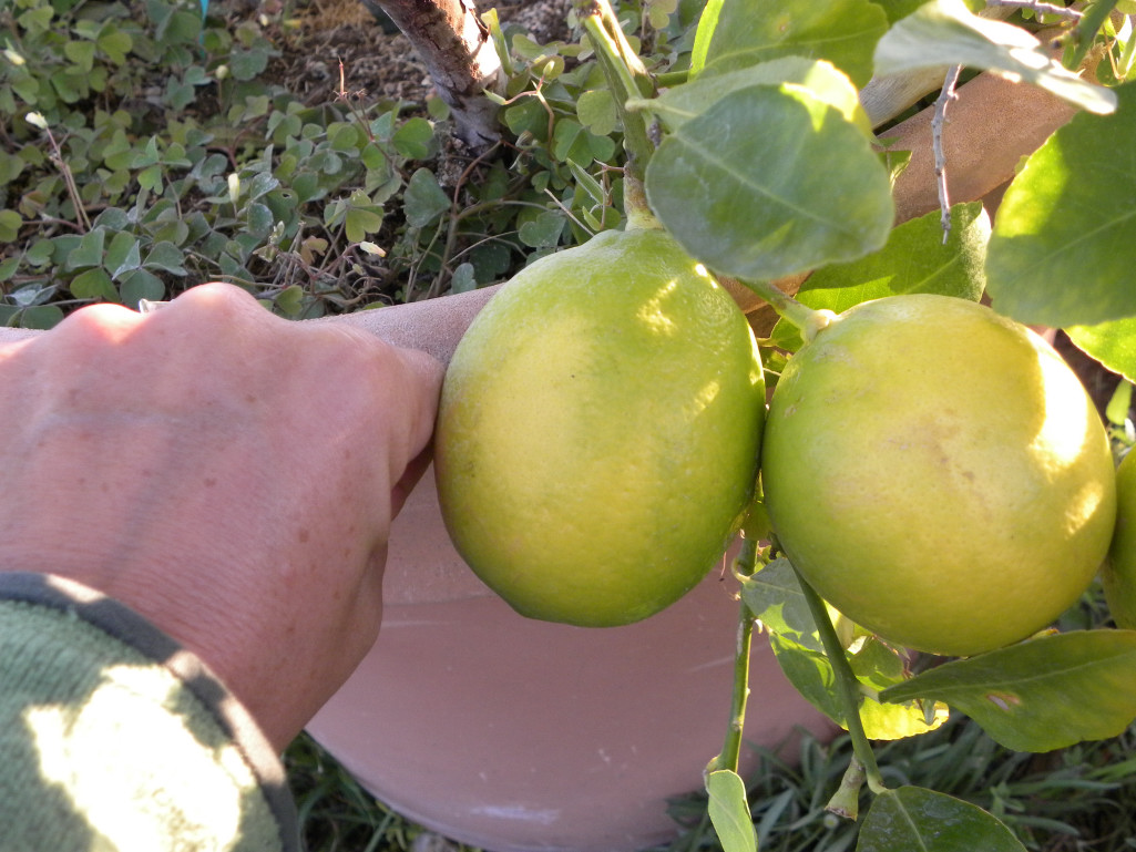 Diane's Texas Garden Lemon Tree
