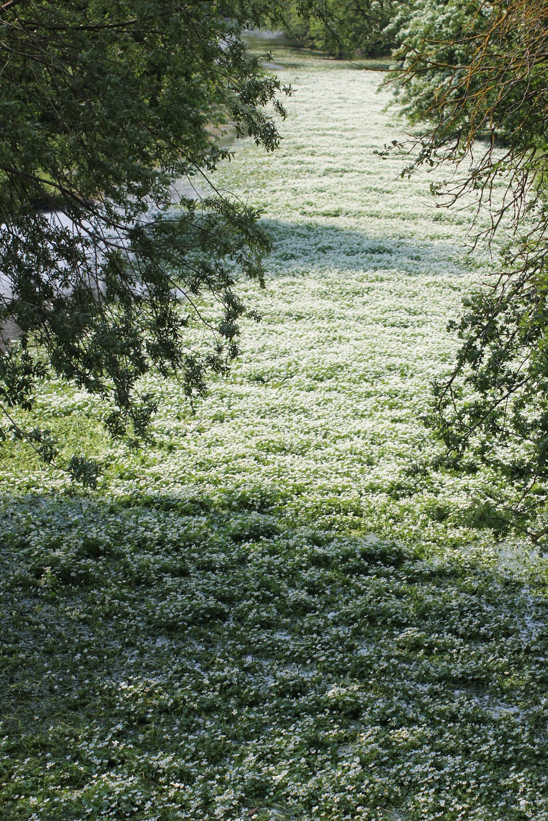 Canoeing and Kayaking on The River Water Crowfoot carpets the