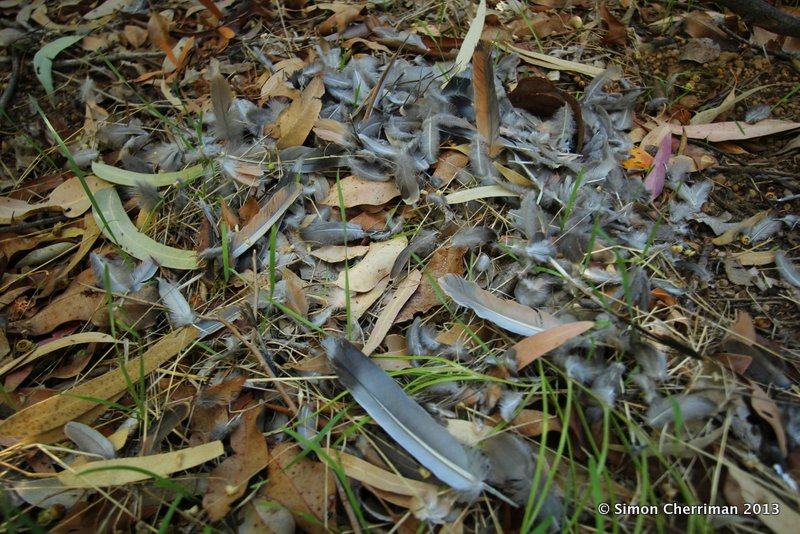 iNSiGHT News That Pile of Feathers