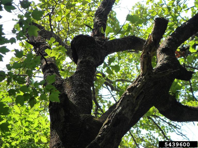 Meet A Tree The Black Jack Oak Quercus marilandica
