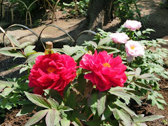 �~�o���̃{�^��