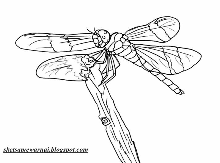 Sketsa Mewarnai Gambar Capung Sketsa Mewarnai