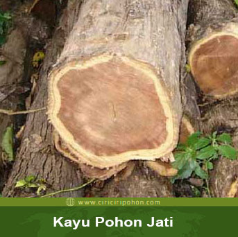 Cara Menanam Pohon Jati Agar Batangnya Tumbuh Lurus Dan Cepat Besar Ciriciripohon Com