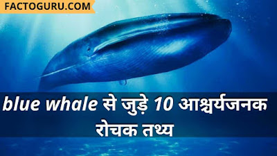 Top 10 shoking facts about blue whale in hindi?