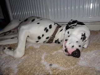 dalmatian dog asleep on mat 