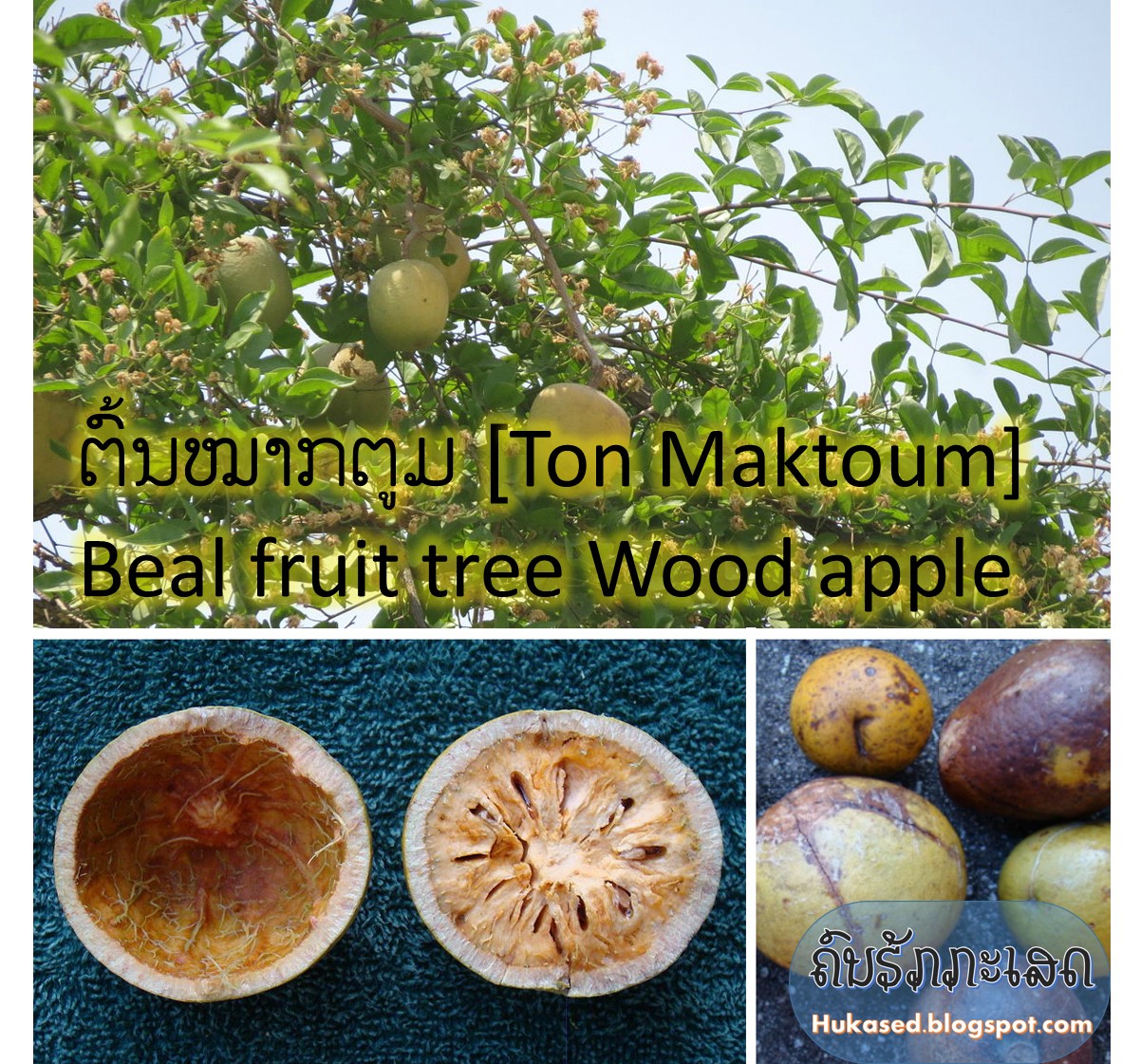 ຕົ້ນໝາກຕູມ [Ton Maktoum] Beal fruit tree Wood apple