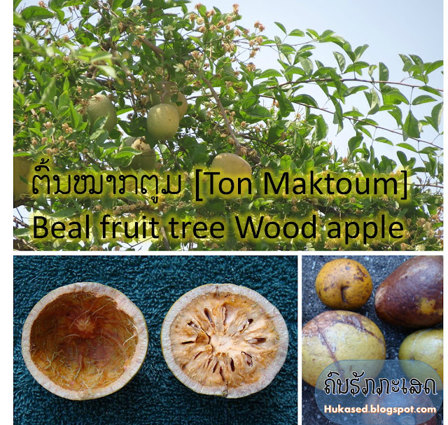 ຕົ້ນໝາກຕູມ [Ton Maktoum] Beal fruit tree Wood apple