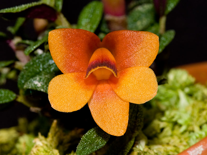 D. cuthbertsonii Bicolor Splash AM x Pumpkin