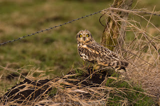 Wildlifefotografie Tierfotografie Naturfotografie Nikon Dümmer Sumpfohreule