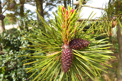 Ciri Ciri Pohon Pinus Blackjack (Pinus ponderosa) Di Alam Liar