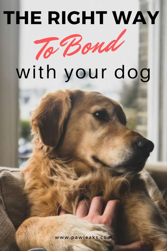 Lovely Dog the right way to bond with your dog