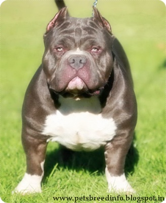 American Bully Dog HD Wallpaper Free Download | All About Dogs