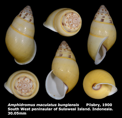 Amphidromus maculatus bungiensis 30.05mm