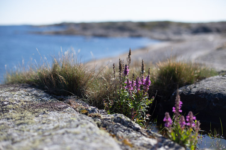 10 Beautiful Islands To Visit In The Gothenburg Archipelagos