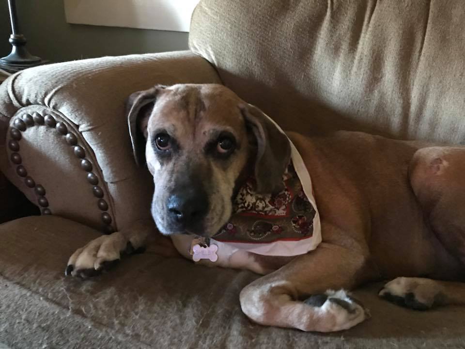 Shelby%2B11-23-2017-5.jpg