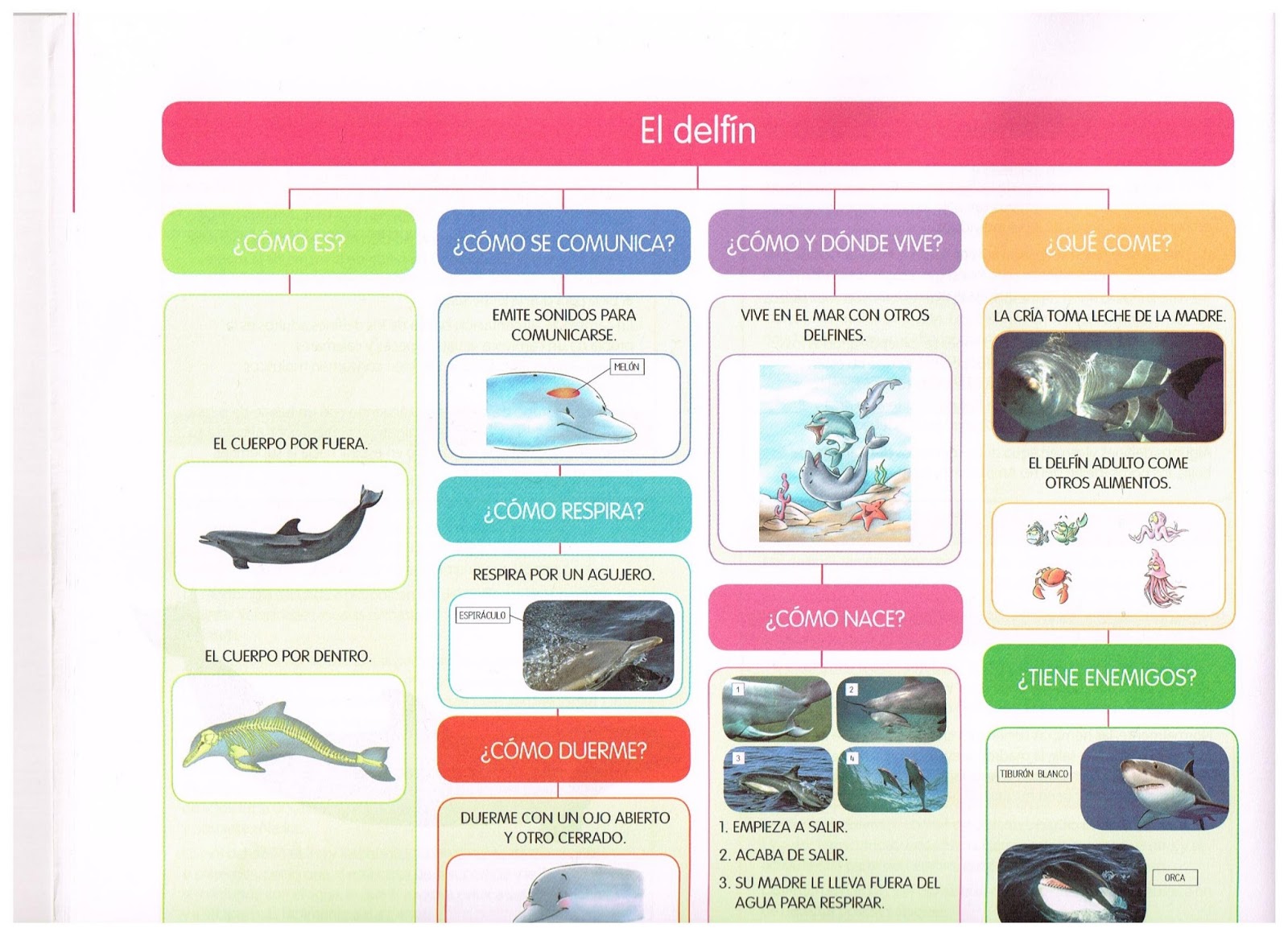 LA BRUJITA CHISPITAS: PROYECTO EL DELFÍN