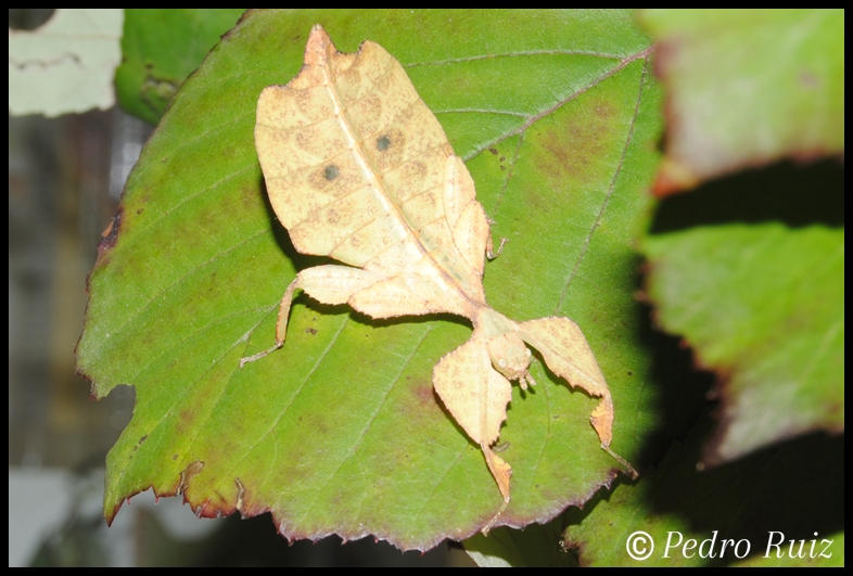 Ninfa hembra L5 de Cryptophyllium westwoodii, 4 cm de longitud Ninfa hembra L5 de Cryptophyllium westwoodii, 4 cm de longitud