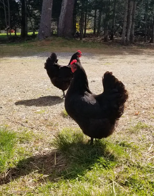 black australorp chickens