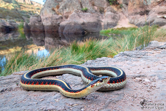 Thamnophis sirtalis fitchi - Valley Gartersnake