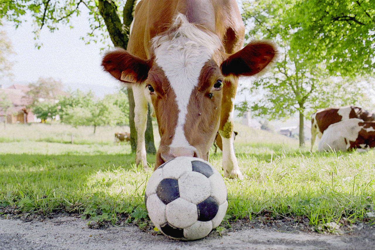 A Quoi Servent Les Cloches Des Vaches LAVAPEUR: SAVOIE, VACHE, TARINE, CLOCHE, SONNAILLE, ALPAGE, FRANCINE
