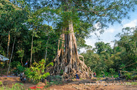 Wisata Akar Seribu Mojokerto