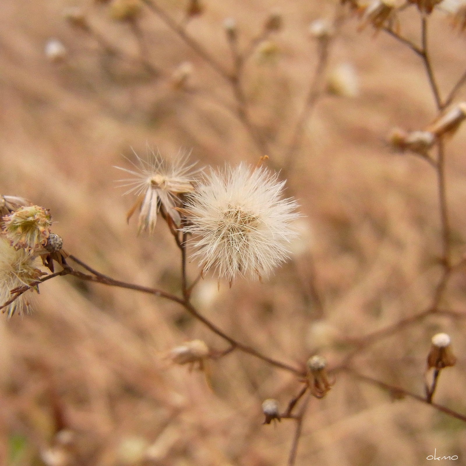 ヒゲの Photo Dialy 雑草の綿毛