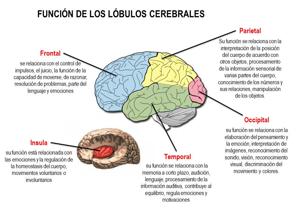 Efectos de la cetosi en el cerebro