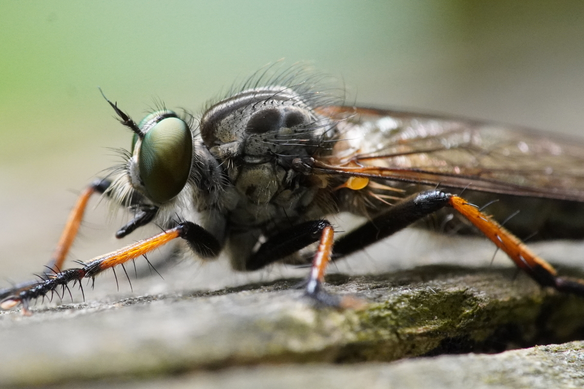 Evolution blog: Macrolens reveals details of the eye of a fly invisible ...