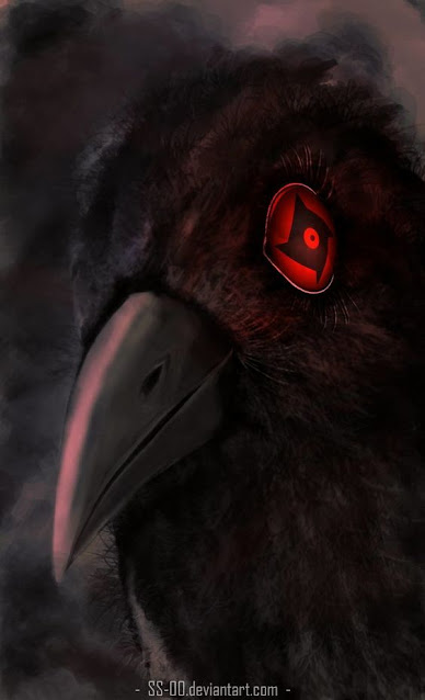 Gambar burung gagak itachi Gambar burung gagak itachi