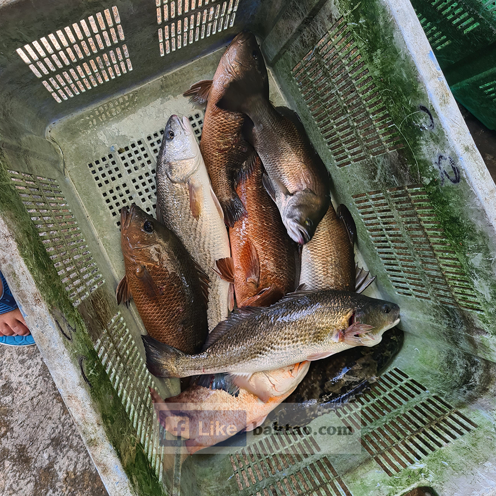 Aunty Fishing Pond with Kraken Gear Ah Du