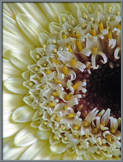 Photo by Brian Johnston A super-close-up of the head of a Gerber Daisy. Photo by Brian Johnston.