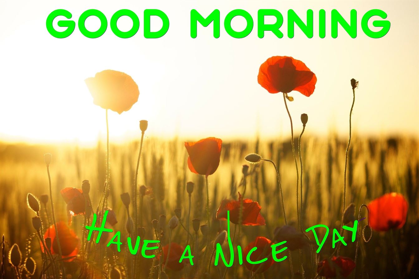 Good Morning Photos, Good Morning Images - Pari Digital Marketing