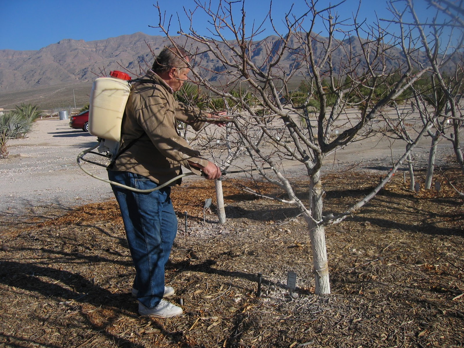Ранняя обработка деревьев от вредителей
