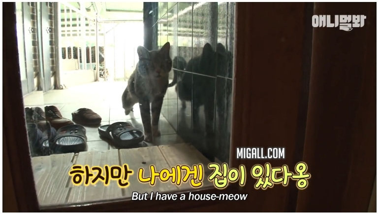 자기집 마냥 문 열고 들어오는 고양이 - 꾸르