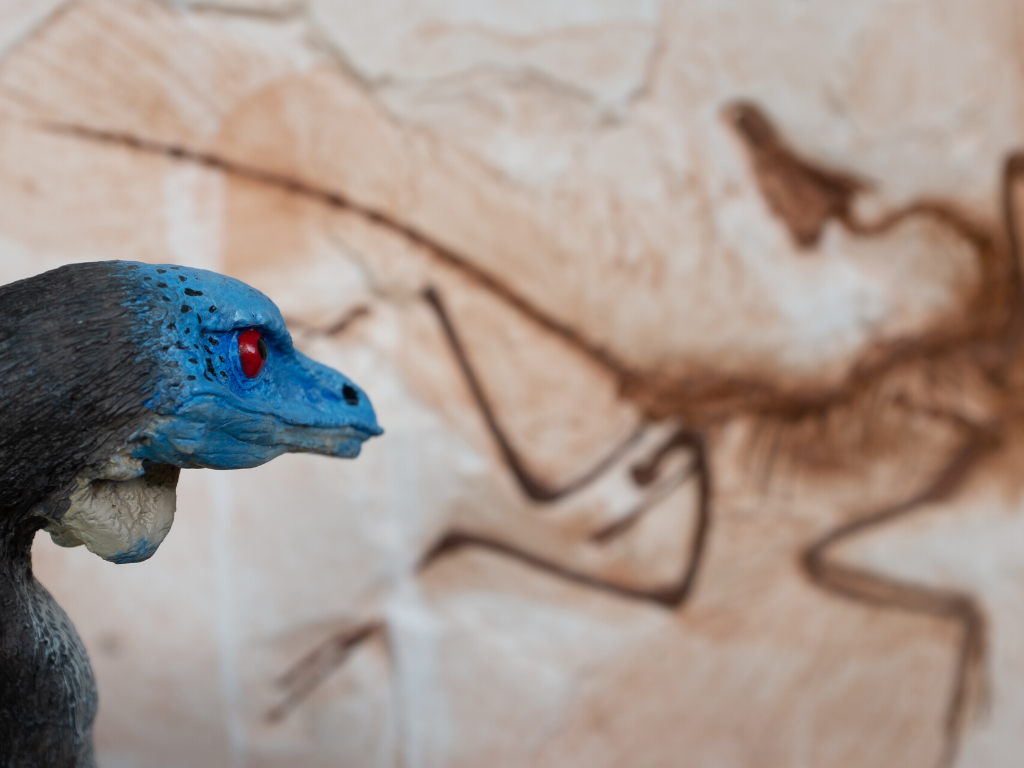 fossil bird