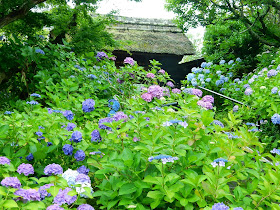 ���c���̃A�W�T�C